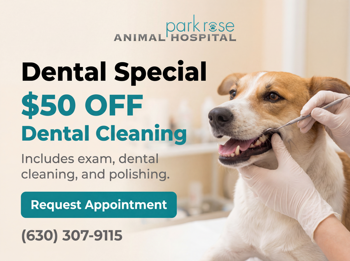 dental special park rose
